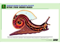 Рельефная таблица "Внутреннее строение брюхоногого моллюска" (формат А1, матовое ламинир.) - «globural.ru» - Красноярск
