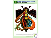 Рельефная таблица "Внутреннее строение жука" (формат А1, матовое ламинир.) - «globural.ru» - Красноярск