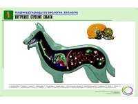 Рельефная таблица "Внутреннее строение собаки" (формат А1, матовое ламинир.) - «globural.ru» - Красноярск