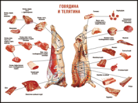 Правила разделки мясных туш "Говядина и телятина" 1000*1400 винил - «globural.ru» - Красноярск