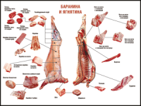 Правила разделки мясных туш "Баранина и ягнятина" 1000*1400 винил - «globural.ru» - Красноярск