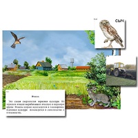 Магнитный плакат-аппликация "Поле: биоразнообразие и взаимосвязи в сообществе" - «globural.ru» - Красноярск