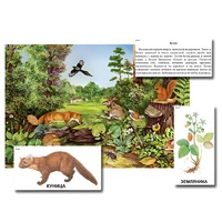 Магнитный плакат-аппликация "Лес: биоразнообразие и взаимосвязи в сообществе" - «globural.ru» - Красноярск