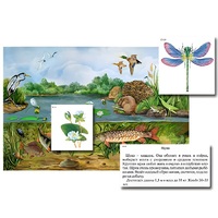 Магнитный плакат-аппликация "Водоем: биоразнообразие и взаимосвязи в сообществе" - «globural.ru» - Красноярск