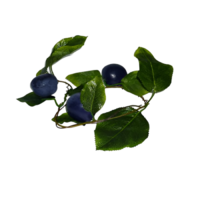 Ветка муляжей "Слива" - «globural.ru» - Красноярск