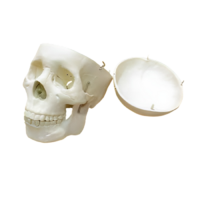 Модель "Череп человека" - «globural.ru» - Красноярск