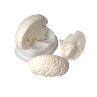 Модель мозга в разрезе - «globural.ru» - Красноярск