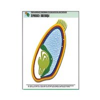 Рельефная таблица "Зерновка пшеницы" (формат А1, матовое ламинир.) - «globural.ru» - Красноярск