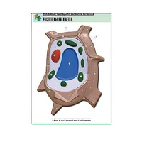 Рельефная таблица "Растительная клетка" (формат А1, матовое ламинир.) - «globural.ru» - Красноярск