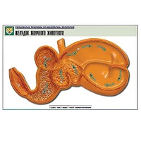 Рельефная таблица "Желудок жвачного животного" (формат А1, матовое ламинир.) - «globural.ru» - Красноярск