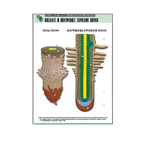 Рельефная таблица "Внешнее и внутреннее строение корня" (формат А1, матовое ламинир.) - «globural.ru» - Красноярск