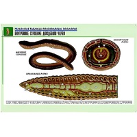 Рельефная таблица "Внутреннее строение дождевого червя" (формат А1, матовое ламинир.) - «globural.ru» - Красноярск