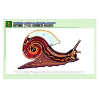 Рельефная таблица "Внутреннее строение брюхоногого моллюска" (формат А1, матовое ламинир.) - «globural.ru» - Красноярск