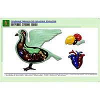 Рельефная таблица "Внутреннее строение голубя" (формат А1, матовое ламинир.) - «globural.ru» - Красноярск