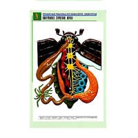 Рельефная таблица "Внутреннее строение жука" (формат А1, матовое ламинир.) - «globural.ru» - Красноярск