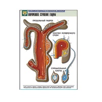 Рельефная таблица "Внутреннее строение гидры" (формат А1, матовое ламинир.) - «globural.ru» - Красноярск