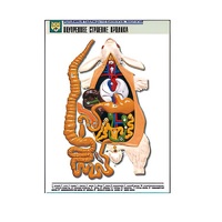 Рельефная таблица "Внутреннее строение кролика" (формат А1, матовое ламинир.) - «globural.ru» - Красноярск