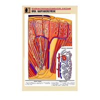 Рельефная таблица "Почка. Макро-микростроение" - «globural.ru» - Красноярск