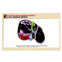 Рельефная таблица "Печень. Висцеральная поверхность" (формат А1, матовое ламинир.) - «globural.ru» - Красноярск