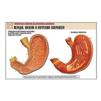 Рельефная таблица "Желудок. Внешняя и внутренняя поверхности" (формат А1, матовое ламинир.) - «globural.ru» - Красноярск