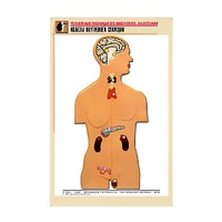 Рельефная таблица "Железы внутренней секреции" (формат А1, матовое ламинир.) - «globural.ru» - Красноярск