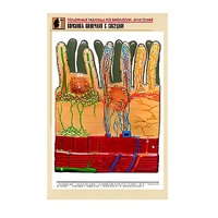 Рельефная таблица "Ворсинка кишечная с сосудом" (формат А1, матовое ламинир.) - «globural.ru» - Красноярск