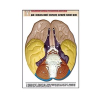 Рельефная таблица "Доли и извилины нижней поверхности полушарий головного мозга" - «globural.ru» - Красноярск