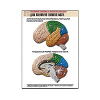 Рельефная таблица "Доли полушарий головного мозга" - «globural.ru» - Красноярск