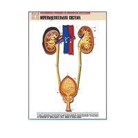 Рельефная таблица "Мочевыделительная система" (формат А1, матовое ламинир.) - «globural.ru» - Красноярск