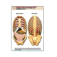 Рельефная таблица "Расположение органов грудной и брюшной полостей по отношению к скелету"(формат А1, лам.) - «globural.ru» - Красноярск