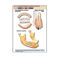 Рельефная таблица "Челюсти и зубы человека" (формат А1, матовое ламинир.) - «globural.ru» - Красноярск