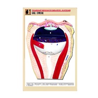 Рельефная таблица "Глаз. Строение" (формат А1, матовое ламинир.) - «globural.ru» - Красноярск