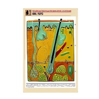 Рельефная таблица "Кожа. Разрез" (формат А1, матовое ламинир.) - «globural.ru» - Красноярск