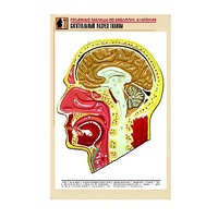 Рельефная таблица "Сагиттальный разрез головы" (формат А1, матовое ламинир.) - «globural.ru» - Красноярск