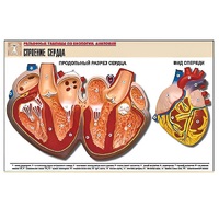 Рельефная таблица "Строение сердца" (формат А1, матовое ламинир.) - «globural.ru» - Красноярск