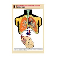 Рельефная таблица "Строение легких" (формат А1, матовое ламинир.) - «globural.ru» - Красноярск
