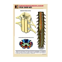 Рельефная таблица "Строение спинного мозга " (формат А1, матовое ламинир.) - «globural.ru» - Красноярск