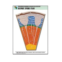 Рельефная таблица "Клеточное строение стебля" (формат А1, матовое ламинир.) - «globural.ru» - Красноярск