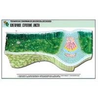 Рельефная таблица "Клеточное строение листа" (формат А1, матовое ламинир.) - «globural.ru» - Красноярск