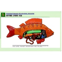 Рельефная таблица "Внутреннее строение рыбы" (формат А1, матовое ламинир.) - «globural.ru» - Красноярск