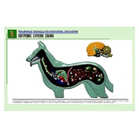 Рельефная таблица "Внутреннее строение собаки" (формат А1, матовое ламинир.) - «globural.ru» - Красноярск