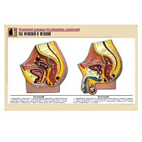 Рельефная таблица "Таз мужской и женский" (формат А1, матовое ламинир.) - «globural.ru» - Красноярск