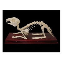 Скелет кролика - «globural.ru» - Красноярск