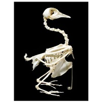 Скелет голубя - «globural.ru» - Красноярск