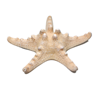 Сухой препарат "Звезда морская" (вариант 2) - «globural.ru» - Красноярск