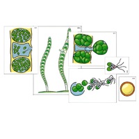 Модель-аппликация "Размножение многоклеточной водоросли" (ламинированная) - «globural.ru» - Красноярск
