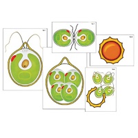 Модель-аппликация "Размножение одноклеточной водоросли" (ламинированная) - «globural.ru» - Красноярск