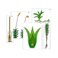 Модель-аппликация "Размножение мха" (ламинированная) - «globural.ru» - Красноярск