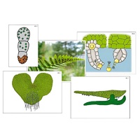 Модель-аппликация "Размножение папоротника" (ламинированная) - «globural.ru» - Красноярск
