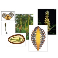 Модель-аппликация "Размножение сосны" (ламинированная) - «globural.ru» - Красноярск